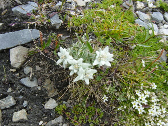 Edelweiss unweit der Salmhütte