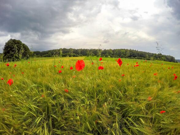 Felder zwischen Neutras und Hegendorf