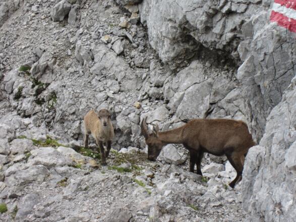 Junger Steinbock mit Nachwuchs während des Abstiegs