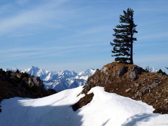 Zirbe vor der Langlackenmauer