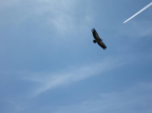 oft sind die Geier aus dem Zoo Salzburg zu Besuch am Untersberg