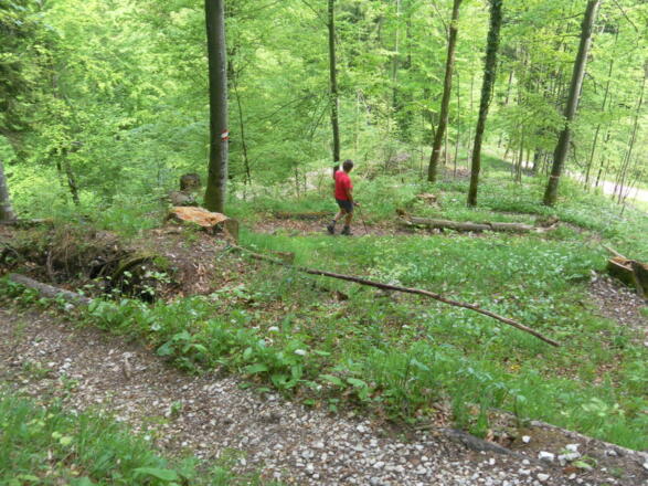 viel Bärlauch entlang des schattigen Waldpfades