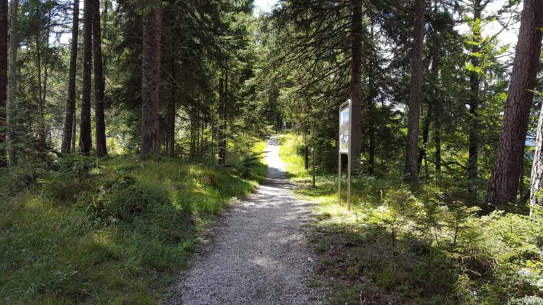 Teile des Isar-Natur-Erlebniswegs führen durch den Wald