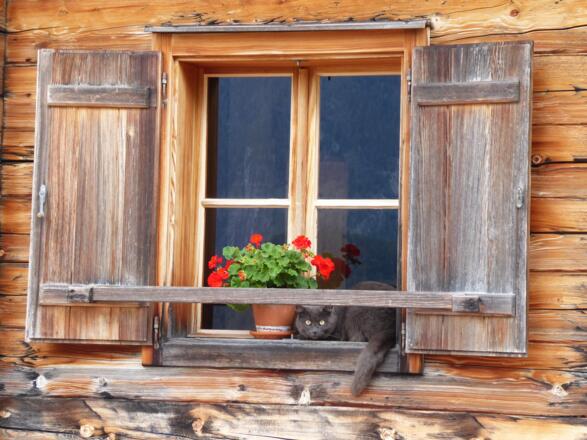 Unter Beobachtung. Die Hauskatze beim Gasthof Sonnleit`n sieht alles.