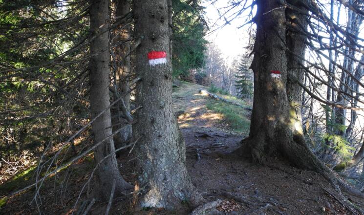 Am Waldrücken beim Anstieg auf den Illingerberg