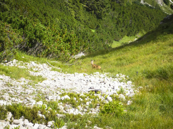 Eine Gams beim weiteren Abstieg