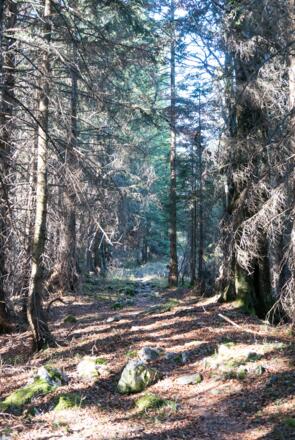 Pfad, der in Richtung Strohnschneid leitet
