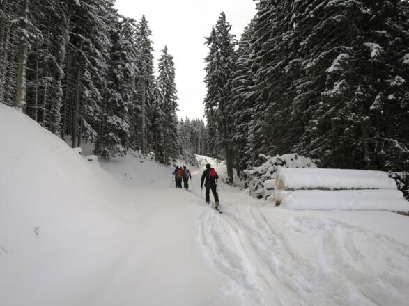 Wieder bietet sich eine Forststraße an, die ...
