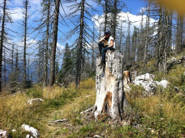 abgestorbene Bäume nach Sturm und Käferbefall