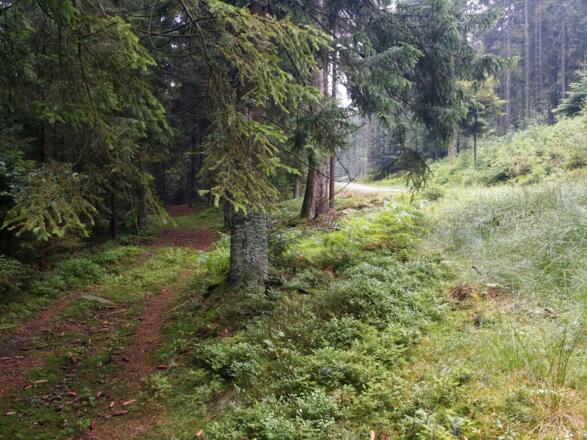 Naturbelassener Weg