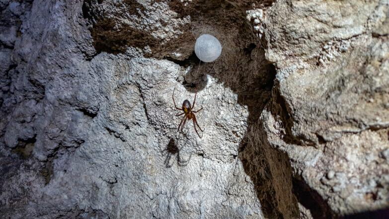 In manchen Höhlen leben zahlreiche Höhlenspinnen