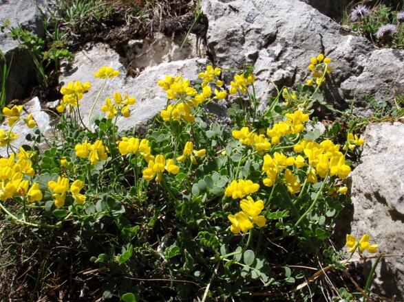 Hornklee am Klettersteig