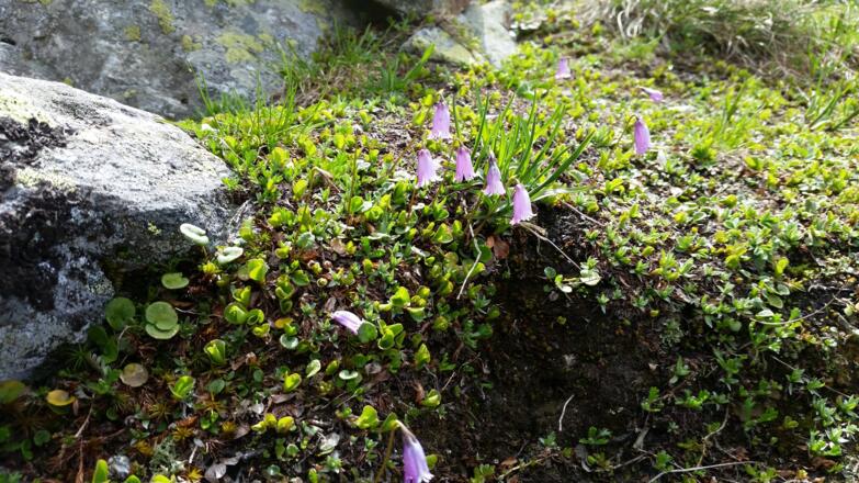 Alpen Glockenblumen am Weg.