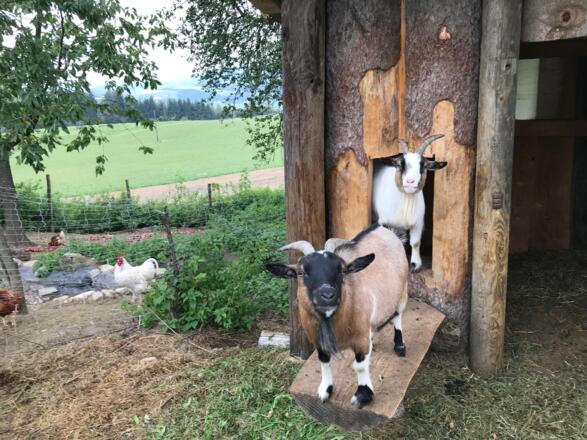 Ziegen Penelope und Blue