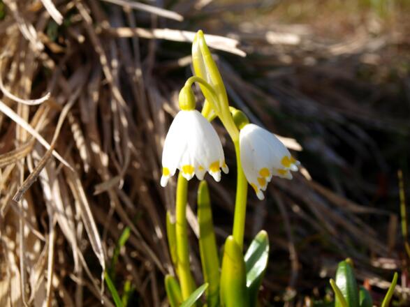 Frühlingsknotenblumen am Dürrensteigkamm