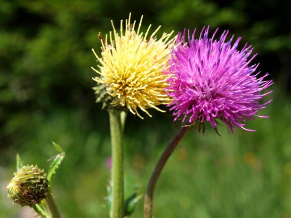 Seltene Alant-Kratzdistel in Gelb um 1700m