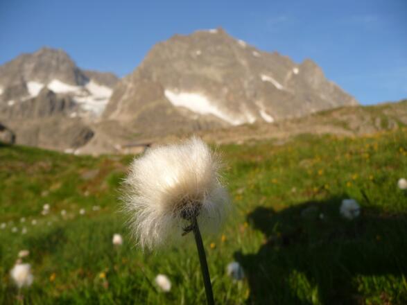 tolle Blürenpracht z.B. Scheuchzers Wollgrass