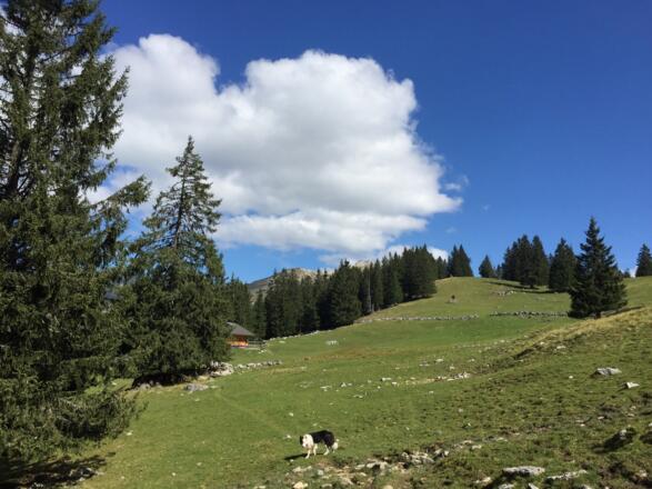Rehbergalm. Weiterweg: rechts die Wiese hoch