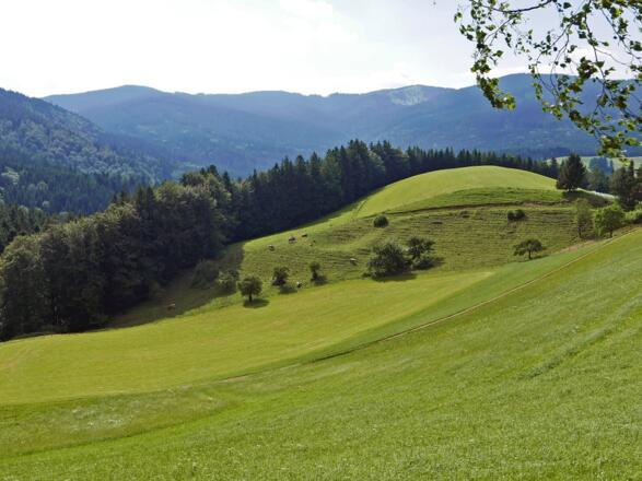 Das Gebiet der Führmannalm