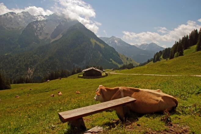 Im Gebiet der Litzlalm