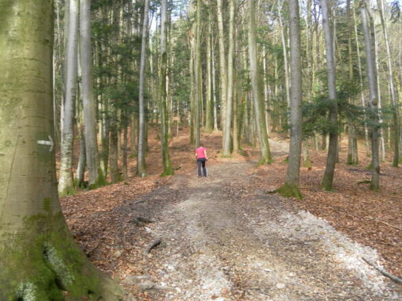 Waldweg