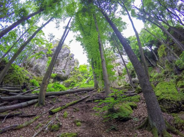 Teilweise sind steile Anstiege zu bewältigen - wie hier zur Höhle Nr. 17