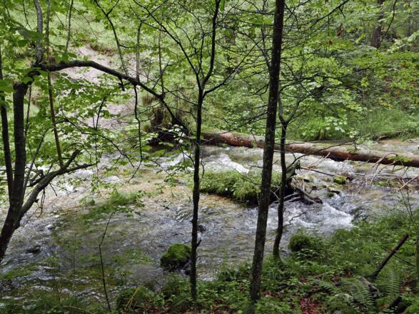 Der wilde Lettenbach