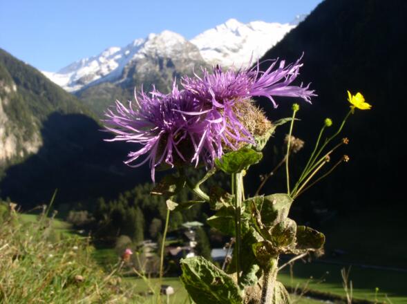 Flockenblumen im Herbst