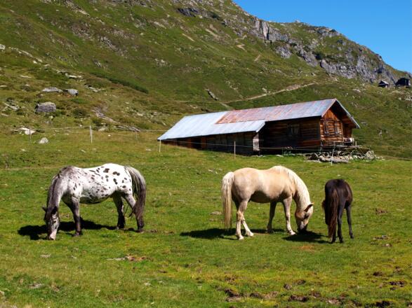 Pferde am Preuneggsattel 1947 m