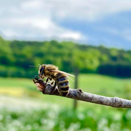 fleissige Bienen