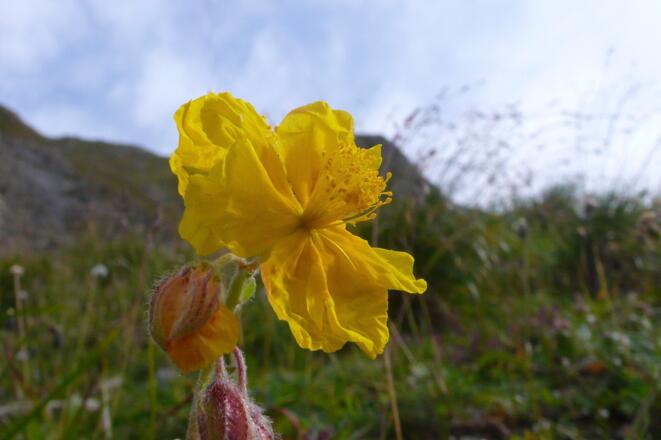 Gelber Mohn