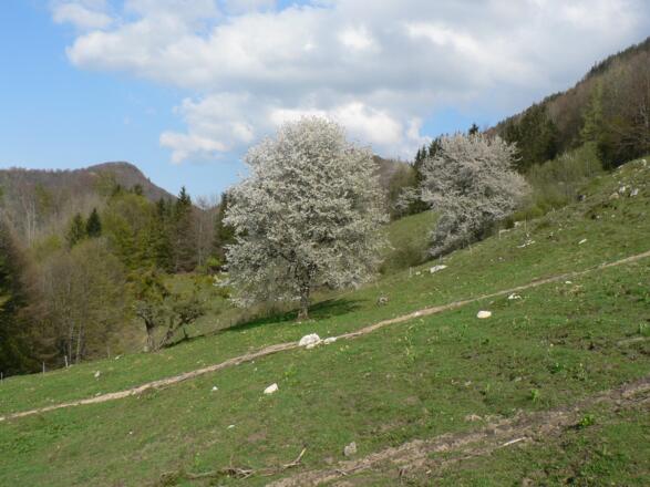 ... und durch Weidegebiet