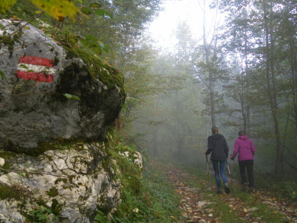 flache Forstwege
