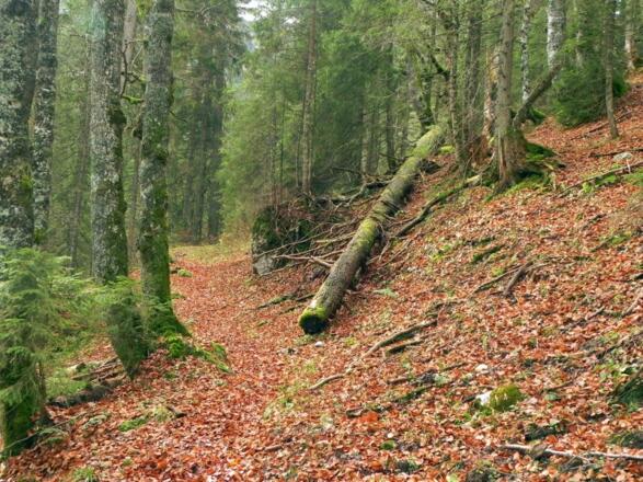 Im Wald beim Hasental