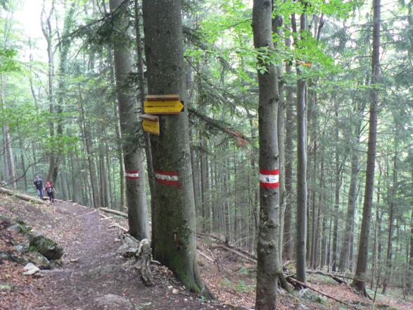 ... bis der Weg nach rechts zum Seebacher ins Rodatal abzweigt