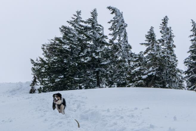 Auf der Ostschulter des Jochbergs