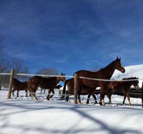 Die Pferde von Aigis