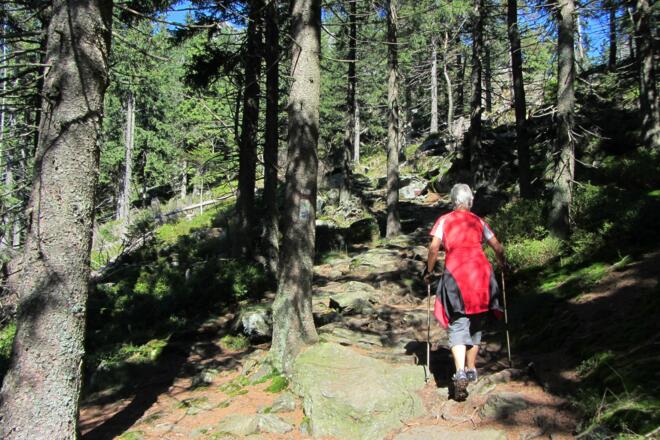 Schöner, bequemer Waldweg zwischen Lohberg und Osser