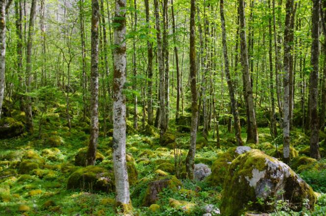 auf dem Weg zum Obersee