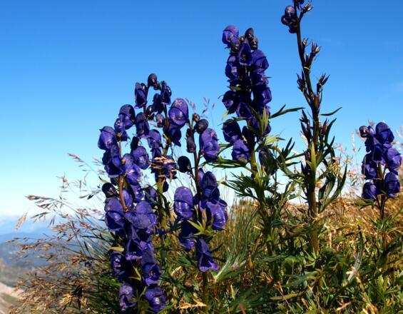 Rittersporn am Hading 2332 m