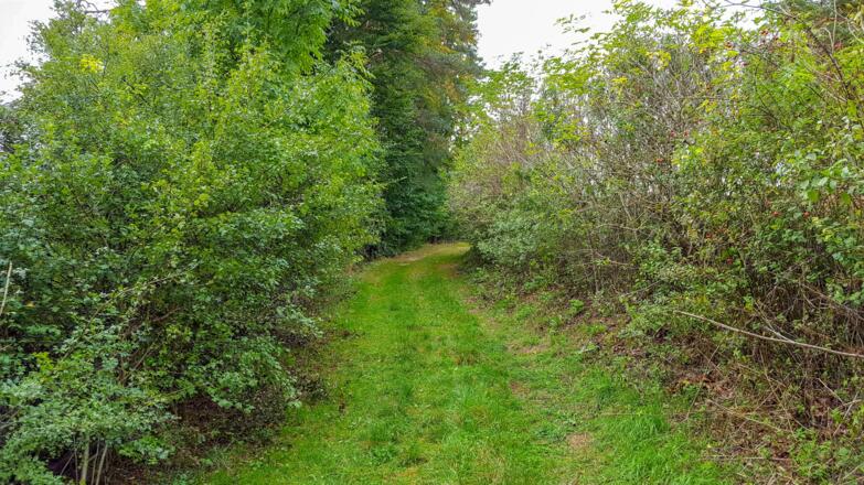 Wiesenwege wechseln sich mit Waldwegen ab
