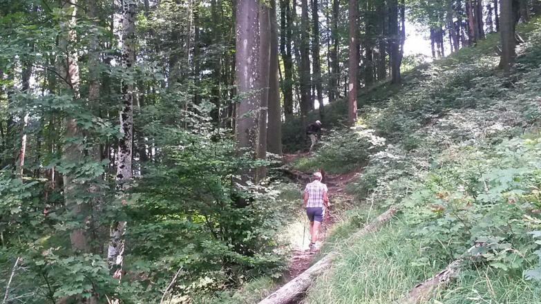 einfacher Bergwaldpfad