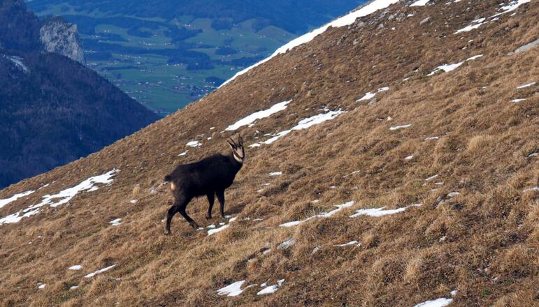 Gams am Gipfelhang  beim Abstieg um 1500m