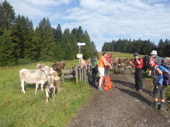 Allgäuer Braunvieh versperrt den Weg.