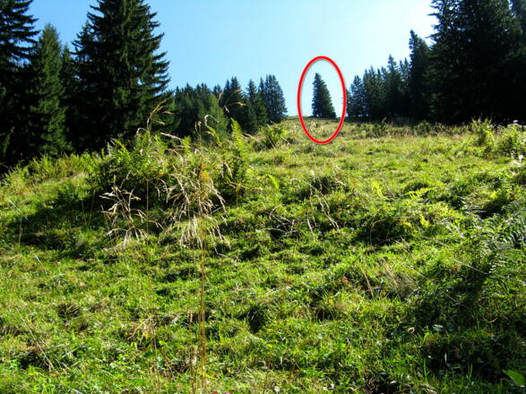 Die freie Fläche mit der markanten "Fichte" in der Mitte; unser nächstes Ziel!
