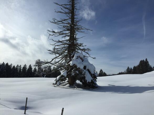 Gestalten am Wegesrand - Rote Heide
