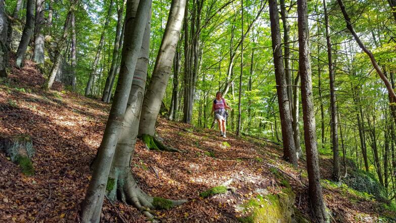 Schöne Waldwege in der Nähe des Franzosenlochs