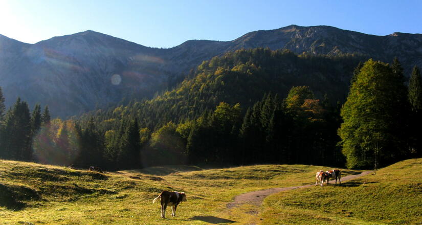 Unser Blick geht zum Blaubergkamm von der freien Wiesenläche bei der Königsalm!