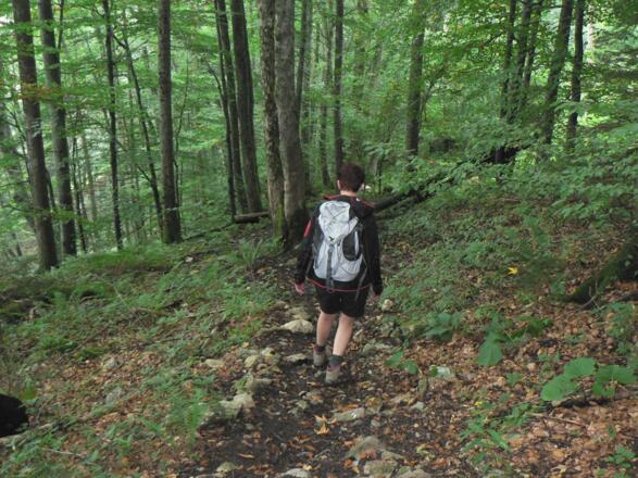 Der Abstieg führt durch totholzreiche Wälder ...