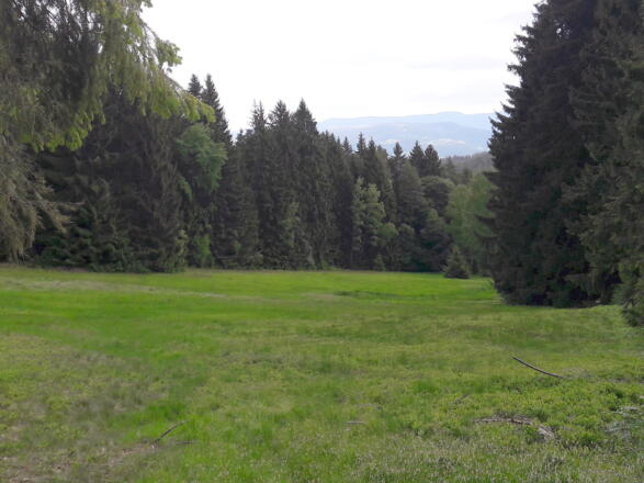 Wiese mit Fernsicht zum Hohen Bogen nach der ersten steilen Abfahrt vom Pröller